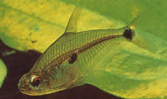 Roeboides meeki Tetra di vetro