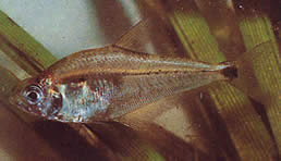 Roeboides paranensis (Gobbo, testa in fondo al paraguay)