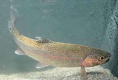 Salmo gairdneri Trota arcobaleno