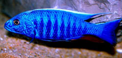 Scianochromis fryeri (Blu elettrico)