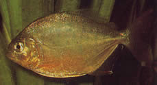 Serrasalmus calmoni (Piranha scuro, Calmon Piranha)