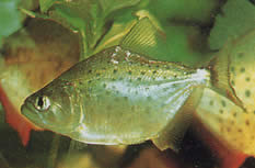 Serrasalmus rhombeus PACU Spotted, Piranha bianco