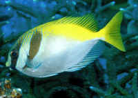Siganus virgatus Amphacanth posato