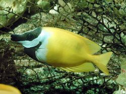 Siganus vulpinus RUNO o pesce pesce