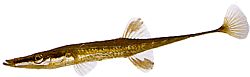 Spinachia spinachia Epinoche marina