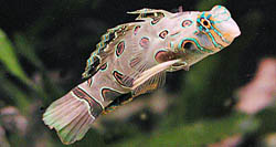 Synchiropus picturatus Mandarino posato
