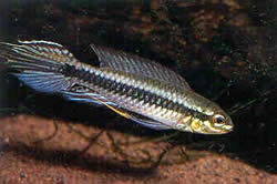 Taeniacara candidi (Candidato)