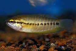 Trichogaster pectoralis (Gourami di pelle di serpente)