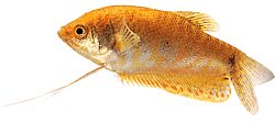 Trichogaster trichopterus sumatranus
