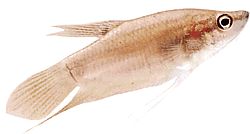 Trichopsis vittatus