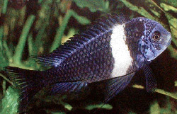 Tropheus duboisi (Duboisi)