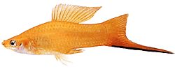 Xiphophorus helleri Titolare della scuola (XIPHO)
