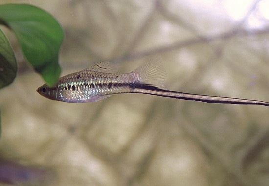 Xiphophorus montezumae Titolare della spada Montezuma