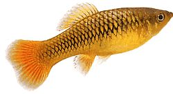 Xiphophorus variatus Pappagallo platy