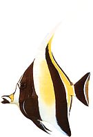 Zanclus canescens (Affettatrice)