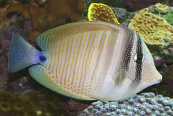 Zebrasoma desjardinii Chirurgo-